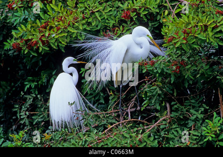 Grande Aigrette (Casmerodius albus) Banque D'Images