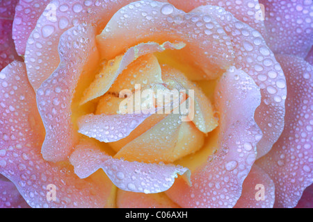 Rose (Rosa sp.) avec des gouttes de rosée Banque D'Images