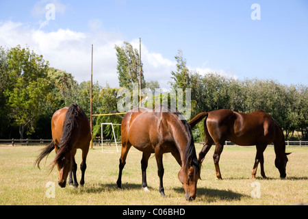 Chevaux au Buitenverwachting wine estate à Constantia Banque D'Images