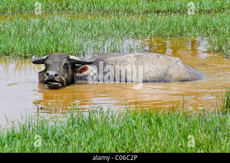 Buffle d'Asie (Bubalus arnee), branche de Buffalo dans l'eau trou, Vietnam, Asie Banque D'Images