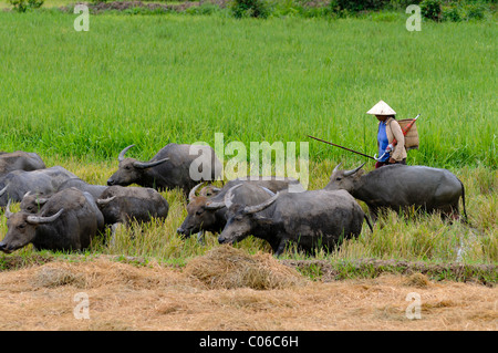 L'élevage des buffles domestiques femme (Bubalus arnee) à une rizière, Vietnam, Asie Banque D'Images