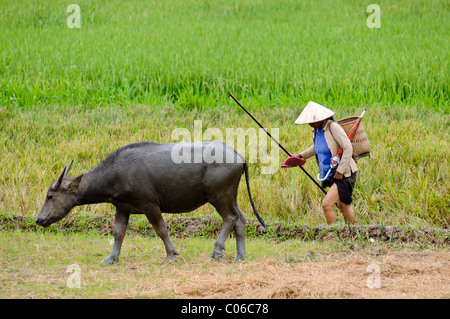 L'élevage des buffles domestiques femme (Bubalus arnee) à une rizière, Vietnam, Asie Banque D'Images