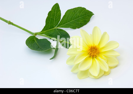 Dahlia écarlate, Wild Mexican le dahlia (Dahlia coccinea), hampes, studio photo sur un fond blanc. Banque D'Images