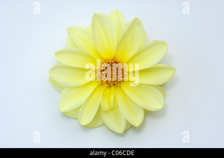 Dahlia écarlate, Wild Mexican le dahlia (Dahlia coccinea), capitule, studio photo sur un fond blanc. Banque D'Images