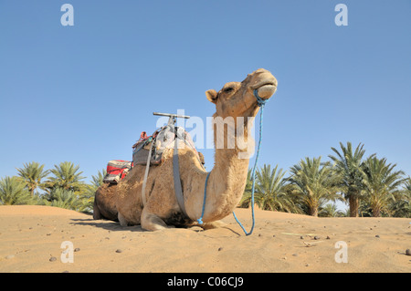 Le Dromadaire (Camelus dromedarius), trekking désert, Erg Chebbi, Maroc, Afrique Banque D'Images