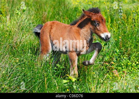 Jeune poulain, cheval islandais, cheval islandais (Equus przewalskii f. caballus) traversant la prairie de tourbe Banque D'Images