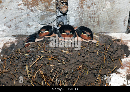 Les jeunes l'hirondelle rustique (Hirundo rustica), des poussins dans un nid sous un toit de grange Banque D'Images