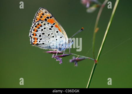 Femme (Lycaena tityrus fuligineux) (Heodes tityrus) butterfly Banque D'Images