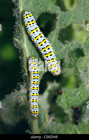 Les chenilles de papillon de molène (Cucullia verbasci), papillon nocturne de la famille des Noctuidés se nourrit de feuilles de molène (Verbascum) Banque D'Images