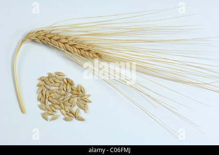 L'orge à six rangs (Hordeum vulgare f. hexastichon), mûr et les cors de l'oreille. Studio photo sur un fond blanc. Banque D'Images