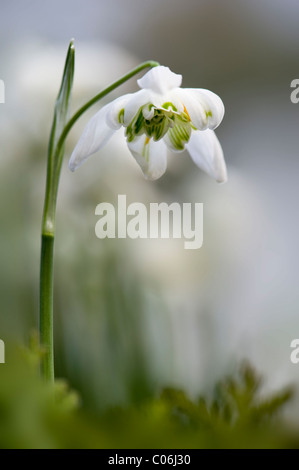 Floraison double - Snowdrop Galanthus nivalis 'Flore Pleno' Banque D'Images