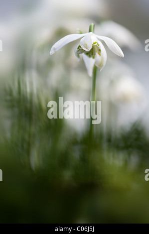 Floraison double - Snowdrop Galanthus nivalis 'Flore Pleno' Banque D'Images