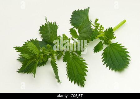 Rapport annuel de l'ortie, l'ortie nain ou petit l'ortie (Urtica urens), tiges à fleurs. Studio photo contre un fond blanc. Banque D'Images