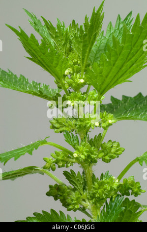 Rapport annuel de l'ortie, l'ortie nain ou petit l'ortie (Urtica urens), Sommité florifère. Banque D'Images