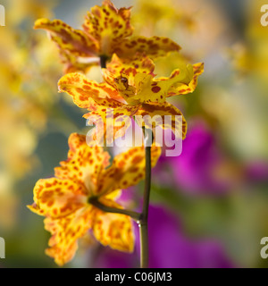 Tiger orchidées - Odontoglossum Banque D'Images