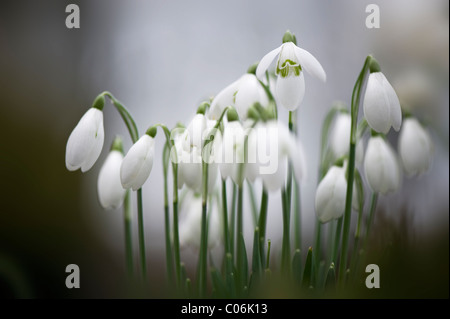 Galanthus nivalis perce-neige - commun Banque D'Images