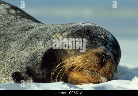 Lion de mer Galapagos (Zalophus californianus wollebaeki) Banque D'Images