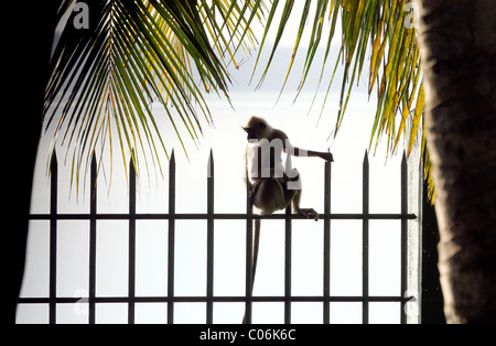 Entelle gris sur une balustrade, Parc National d'Uda Walawe, Sri Lanka Banque D'Images