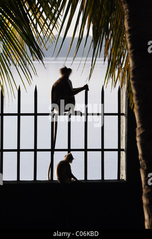 Langurs gris sur une balustrade, Parc National d'Uda Walawe, Sri Lanka Banque D'Images