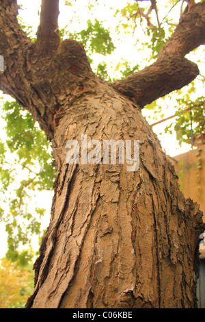 Le tronc d'un arbre de Neem géant avec ses branches t le ciel Banque D'Images