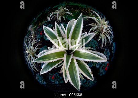 Fish-eye une image de l'ananas Rouge - Ananas bracteatus 'Tricolor' Banque D'Images