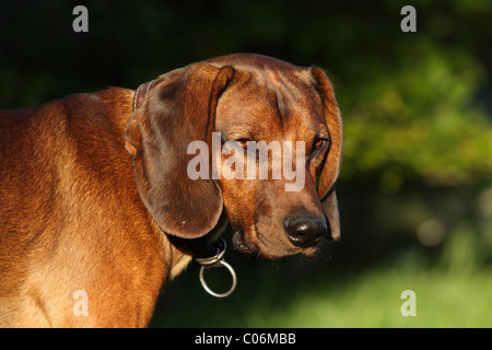 Chien de montagne bavaroise Banque D'Images