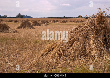 Une scène de campagne d'un champ de blé qui a été sheaved et empilés à sec avant d'être utilisé pour le chaume. Banque D'Images