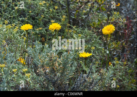 Hypochaeris sp.  ? Des fleurs au Parc National Torres del Paine Patagonie Chili Amérique du Sud Banque D'Images