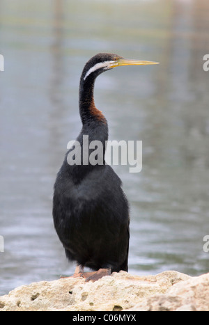 Dard, snakebird Oriental (Anhinga melanogaster) Banque D'Images