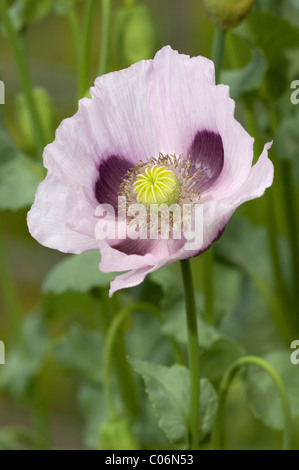 Du pavot à opium (Papaver somniferum), fleur. Banque D'Images