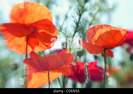 Coquelicots de maïs (Papaver rhoeas) sur une prairie d'été Banque D'Images