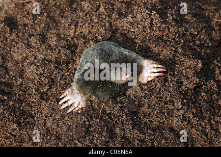 Taupe Taupe commun européen, ou le nord de taupe (Talpa europaea) dans un monticule de terre fraîchement creusée Banque D'Images