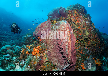 L'observation d'un plongeur autonome, la formation des récifs de coraux, éponges colorées différentes, bloc, Little Tobago, Speyside, Trinité-et-Tobago Banque D'Images