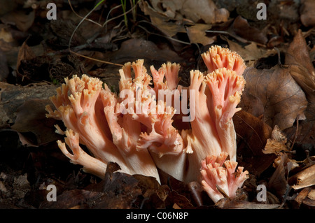 Belle (Ramaria formosa) Clavaria, organe de fructification sur le sol forestier. La Bavière, Allemagne. Banque D'Images