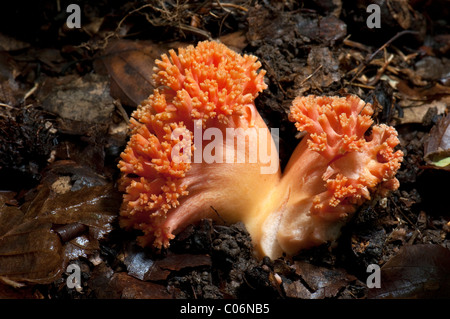 Belle (Ramaria formosa) Clavaria, organe de fructification sur le sol forestier. La Bavière, Allemagne. Banque D'Images