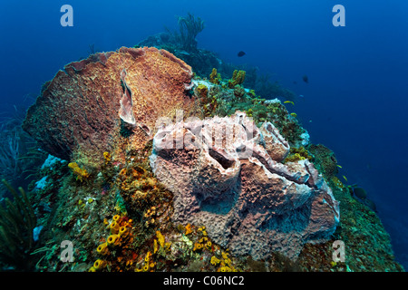 Coral reef, Ridge, canon géant éponge (Xestospongia muta), Little Tobago, Speyside, Trinité-et-Tobago, Petites Antilles Banque D'Images