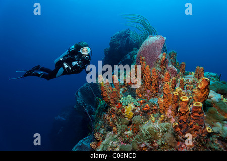 À la plongée à un récif de corail, l'éponge tube jaune, ridge (Aplysina fistularis), Little Tobago, Speyside, Trinité-et-Tobago Banque D'Images