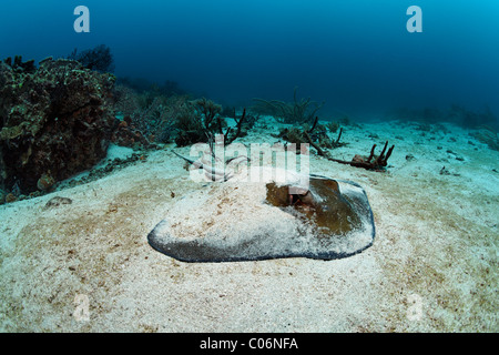 Le sud de stingray (Dasyatis americana), allongé dans le sable, Little Tobago, Speyside, Trinité-et-Tobago, Petites Antilles Banque D'Images