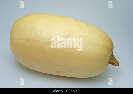 La courge spaghetti (Cucurbita pepo), de fruits. Studio photo sur un fond blanc. Banque D'Images