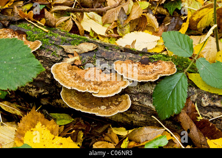 Rougissant champignons Support (Daedaleopsis Confragosa) dans Legbourne Wood, Lincolnshire Banque D'Images