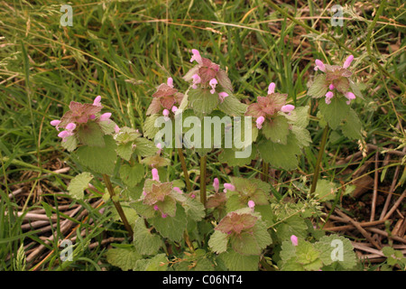 Red dead-nettle Deadnettle mauve, violet ou Lamium purpureum : Archange (Lamiaceae), Royaume-Uni. Banque D'Images