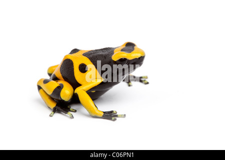 Jaune et Noir poison dart frog, Dendrobates leucomelas, sur fond blanc Banque D'Images