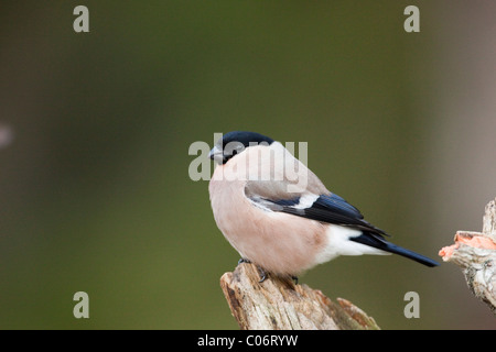 Pyrrhula pyrrhula Bouvreuil ; ; femmes ; la Norvège Banque D'Images