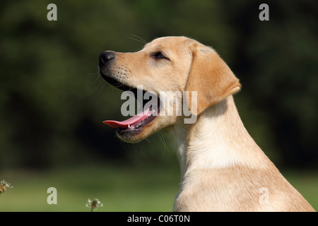 Labrador Retriever chiot Banque D'Images