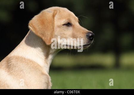 Labrador Retriever chiot Banque D'Images