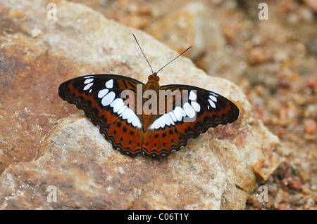 Commandant commun (Moduza Papillon procris) en ligne Chaloem Phrakiat Parc National, l'ouest de la Thaïlande Banque D'Images