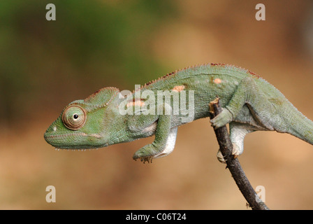 Femme Caméléon géant malgache (Furcifer oustaleti) dans le Parc National Ankarafantsika, au nord-ouest de Madagascar. Août 2010. Banque D'Images