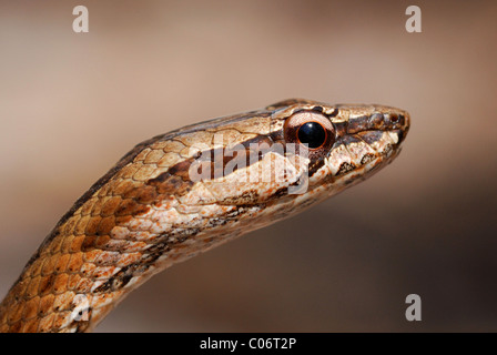 Aux grands yeux commune Mimophis mahfalensis (serpent) à Madagascar Banque D'Images