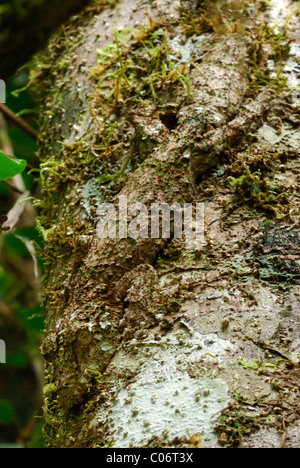 Géant camouflé gecko à queue de feuille sur un arbre dans la forêt tropicale primaire du Parc National de Ranomafana, est de Madagascar Banque D'Images