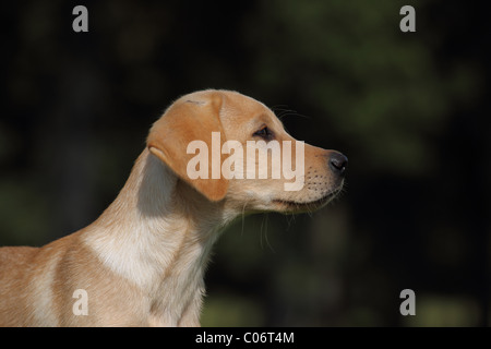 Labrador Retriever chiot Banque D'Images